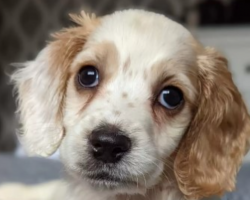 Passerby Sees Someone Throw Away A Plastic Bag — Then Realizes It’s A Puppy
