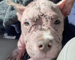 ‘Piglet-Looking’ Dog Completely Transforms A Month After Leaving The Shelter