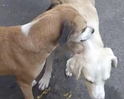 A Kind Dog Intervenes To Scratch An Itch That His Three-legged Friend Can’t Reach