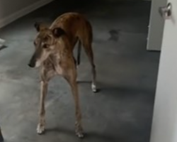 Greyhound And Pug’s Adorable First Look At Their New Backyard