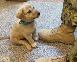 Stray Puppy Wanders Onto Naval Base And Finds The Hero He Needed