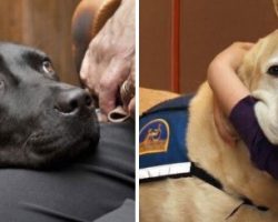 “Dogs With Jobs”: 30 Adorable And Wholesome Pics