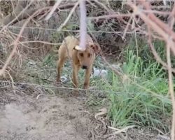Puppy Left In The Woods Reacts Adorably To Seeing Her Rescuer