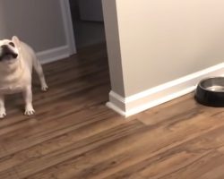 Dieting French Bulldog Lashes Out After A Laughable Breakfast