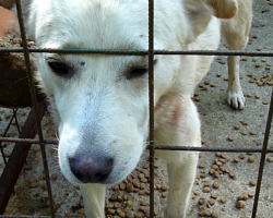 Dog Had Spent His Entire Life At The Public Pound, But His Cry For Help Was Heard One Day