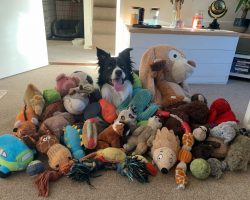 Border Collie’s Ingenious Recognizes 52 of His Toys, Going Viral