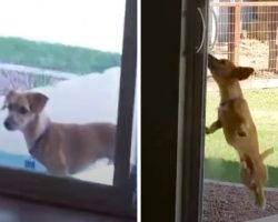 Self-Sufficient Dog Can Get Back Inside All On His Own