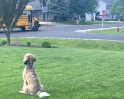 The School Bus Pulls Up, And The Dog Waits With Hugs Locked And Loaded