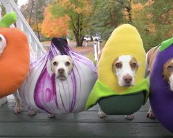 Trick-Or-Treating Dogs Scheme Up Plan To Get All The Candy