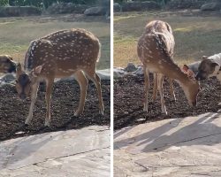Mom Finds The Dog Outside Cleaning A Deer