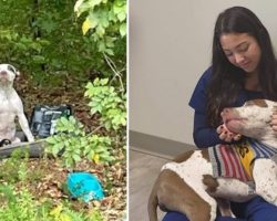 Dog abandoned in woods with broken leg now in good hands and on the road to recovery