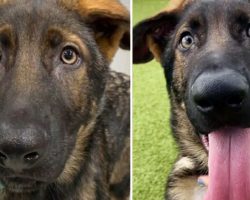 German Shepherd puppy left in dumpster overjoyed after finding a new home