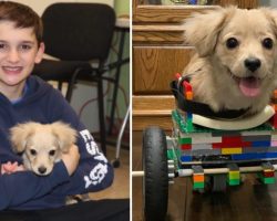 Abandoned puppy only has two legs, so a 12-year-old made her a wheelchair out of LEGO