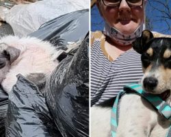 ‘Trash bag pup’ left in dumpster completely transforms after finding a new home