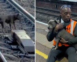 Quick-thinking railway worker hailed as hero after saving dog from train tracks