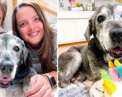 Best friends take in 19-year-old shelter dog and are making her last days magical