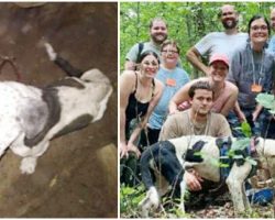 Cave explorers find dog trapped in 30-foot pit, rappel down to save his life