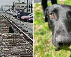 Dog left at railroad tracks waits for days for his owner to return
