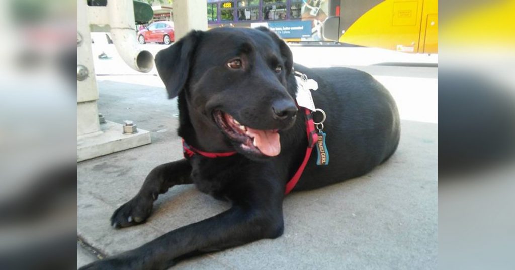 Eclipse, dog famous for riding the bus to the park by herself, has died