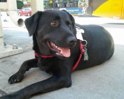 Eclipse, dog famous for riding the bus to the park by herself, has died — rest in peace