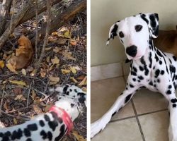 Dalmatian Rescues An Abandoned Puppy In The Middle Of Nowhere-Decides To Keep Him Forever