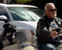 Dog rescued from shelter now rides in custom sidecar on owner’s motorcycle