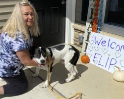 Dog who was in shelter for 2,555 days finally finds a home — congrats, Flip