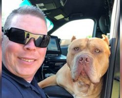 Officer responds to call about ‘vicious’ pit bull, but finds a sweet new friend instead