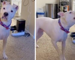 Mom Gets Dog An Automatic Food Dispenser, Has To Hear All About It