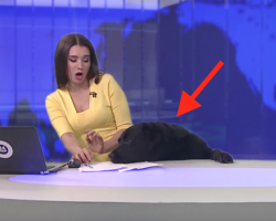 Dog makes surprise appearance live on the air, startles anchorwoman