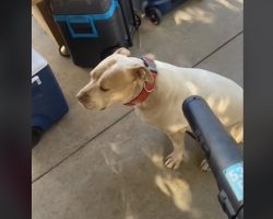 Video Of A Dog Being Cleaned With A Leaf Blower Is Absolute Internet Gold