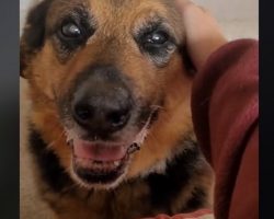 We’re In Tears As An Elderly Dog Who Has Spent Seven Years In The Shelter Receives A Surprise Weekend Getaway