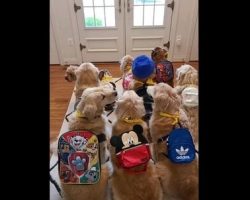 Pet Mom Shares Adorably Cute Video Of Dogs Waiting For School Bus