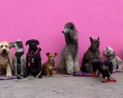 Woman Quits Her Medical Career To Open A Dog Daycare