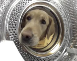 Concerned Golden Retriever ‘Rescues’ Her Favorite Toy From The Washing Machine
