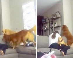 Caught On Surveillance: A New Mom Breaks Down And Concerned Dogs Run To Her