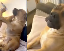Gentle Giant Protests His Ear Cleaning Like The Friendly, Lovable Dog He Is