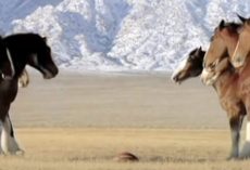 Clydesdales Line Up For Football Game When A ‘Streaker’ Runs Onto The Field