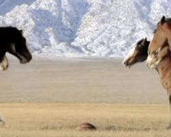 Clydesdales Line Up For Football Game When A ‘Streaker’ Runs Onto The Field