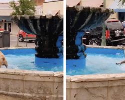 Dog Seen Having A Blast In A Water Fountain He Claimed All To Himself