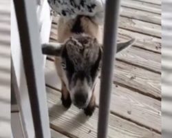 Goat Brings Friend To The House As A Bribe To Be Let Inside