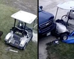 Dog Steals The Golf Cart And Crashes It Into The Family’s Truck
