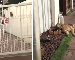 Guard Dog Caught Sleeping On The Job Wakes Up When Busted