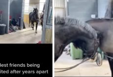 Horse Friends See Each Other Again After Years Apart