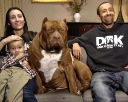 This Three-Year-Old Little Boy’s Best Friend Is A 175-Pound Pit Bull