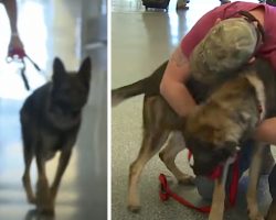 Army Dog Comes Running Into The Arms Of The Soldier He Hasn’t Seen In 3 Years