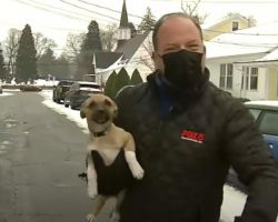Tiny Puppy Comes Out Of Nowhere To Crash Live Weather Report