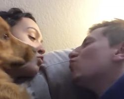 Dog Gets A Little Jealous When Mom And Dad Go In For A Kiss