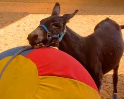 The Non-Walking Donkey Enjoys Playing with Balls
