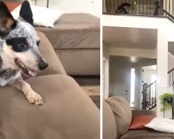 Silly Dogs Learn How To Play Fetch With Each Other Over The Stairway